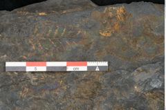 Foto (Detailansicht) von Neuropteris alpinia Sternbg. (NHMW-GEO-2024-0188-10660)